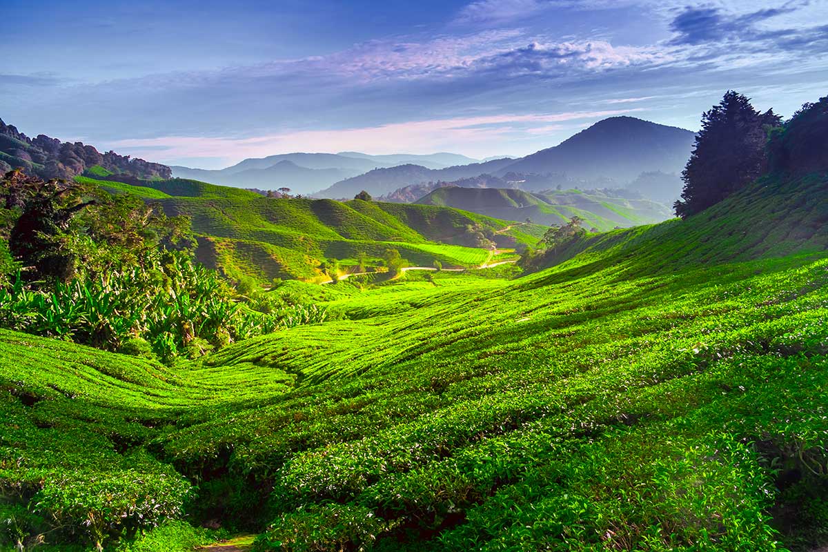 Cameron Highlands - Malaisie