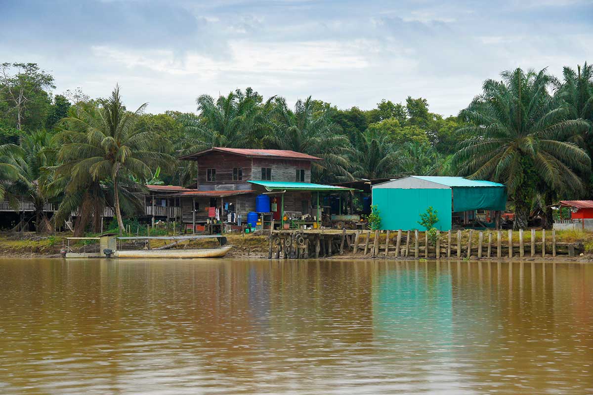 Kinabatangan - Bornéo