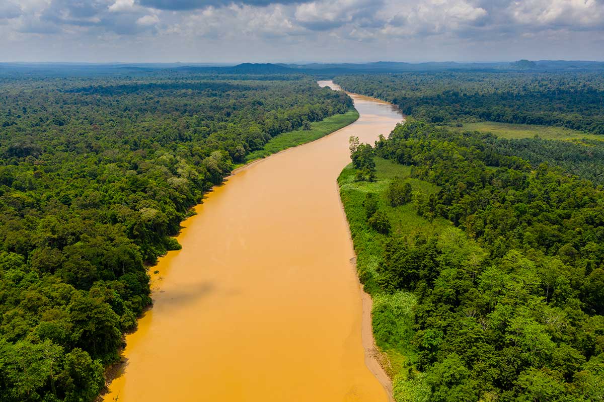 Kinabatangan - Bornéo