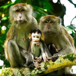 Parc National Taman Negara