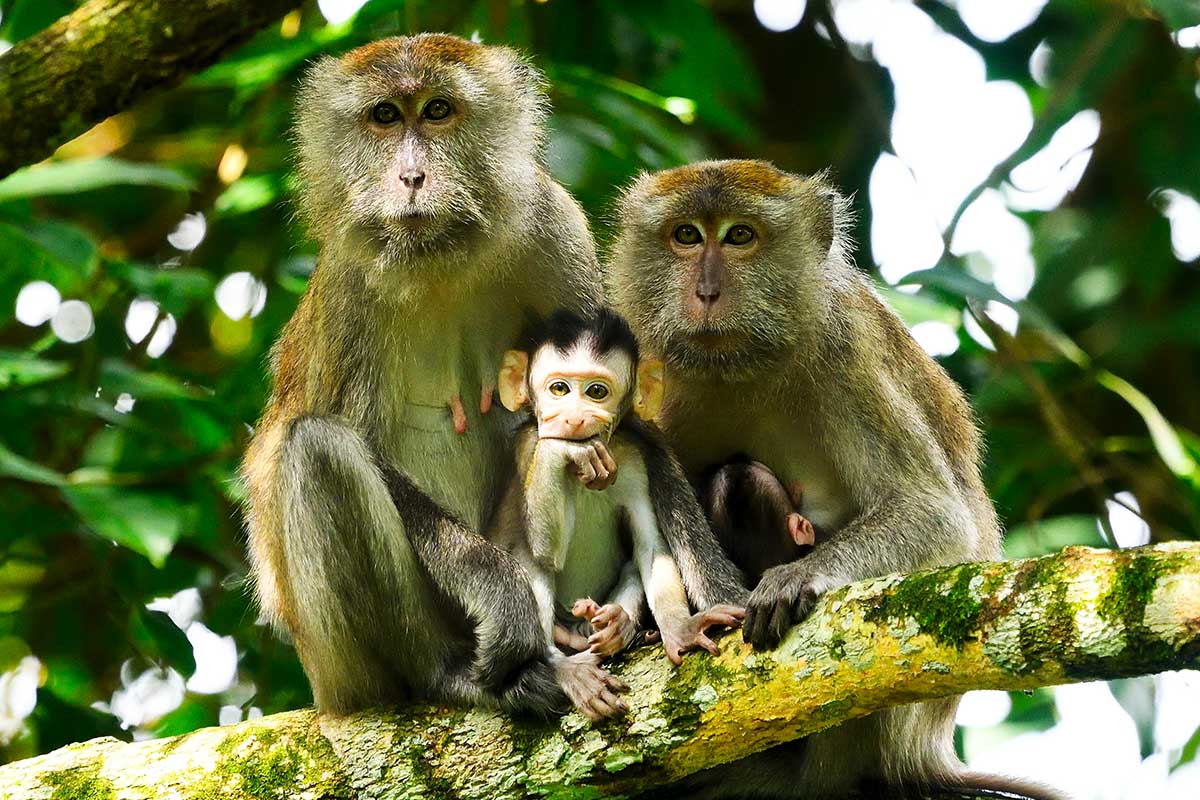 Parc National Taman Negara