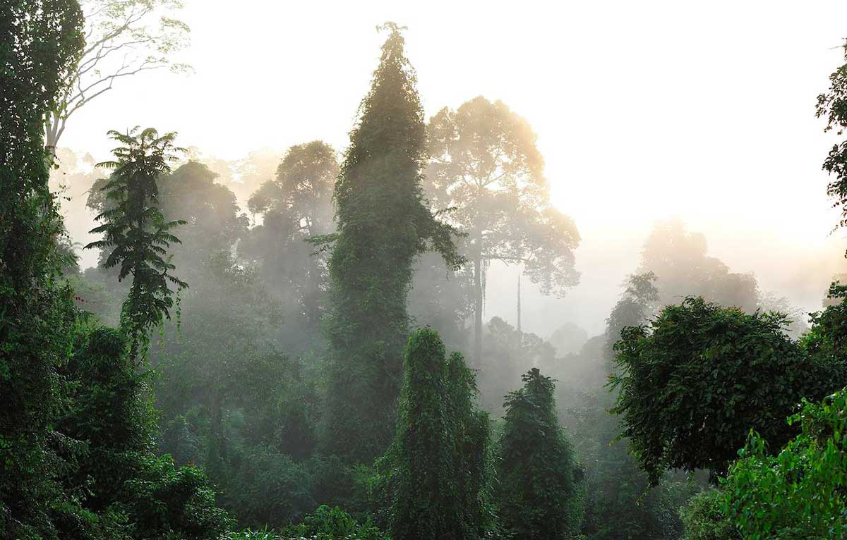 Réserve de Tabin - Bornéo