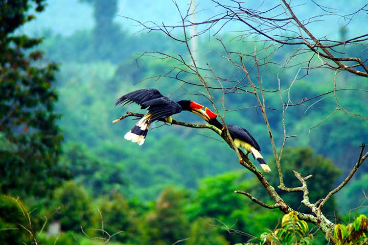 Réserve de Tabin - Bornéo