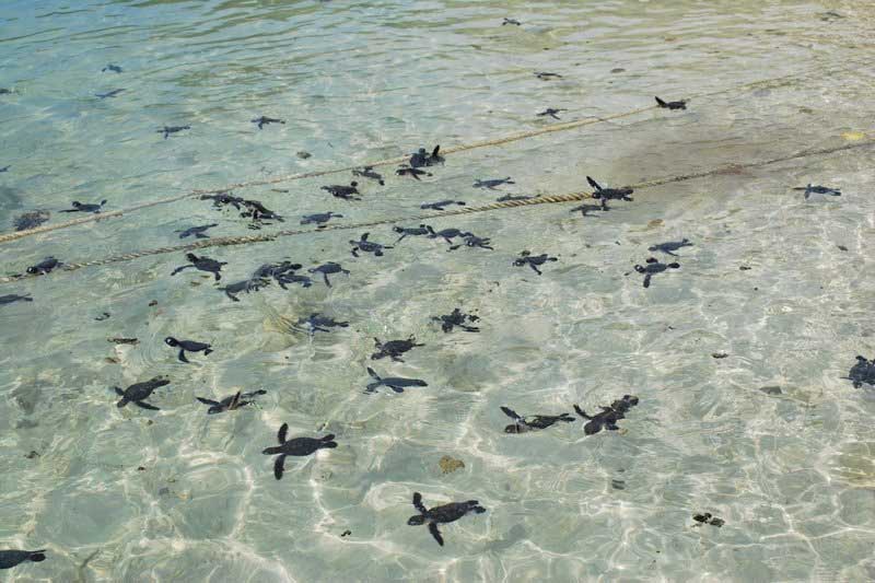 Île de Selingan - Malaisie