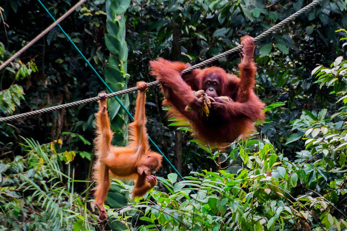 Semenggoh - Malaisie