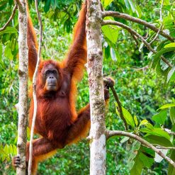 Sanctuaire de Semenggoh