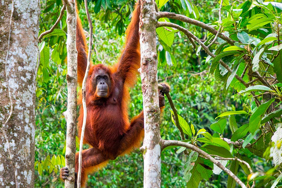 Semenggoh - Malaisie